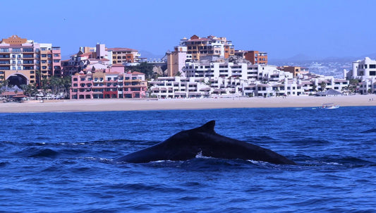 The Best Things to do In Cabo San Lucas